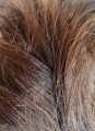 Klasyczny_kok_na_gumce_naturalny_brąz_5.jpg