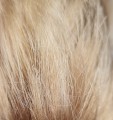Kok_na_gumce_z_naturalnych_włosów_gęste_włosy_blond_4.jpg
