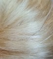 Kok_na_spince_jasny_blond_5.jpg