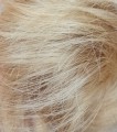 Kok_na_spince_blond_5.jpg