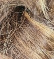 Kok_na_spince_brąz_ciemny_blond_baleyage_5.jpg